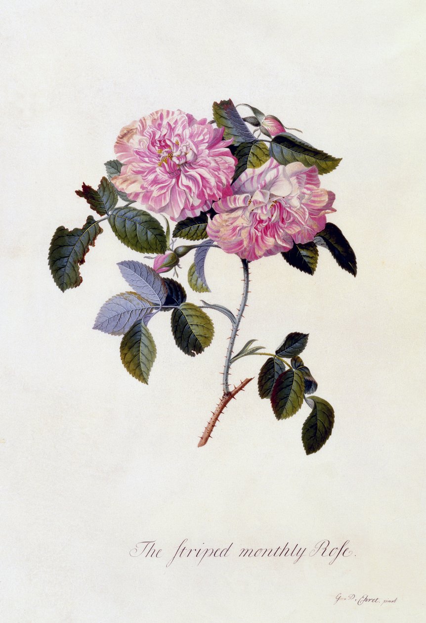 Die gestreifte Monatsrose, ca. 1745 von Georg Dionysius Ehret