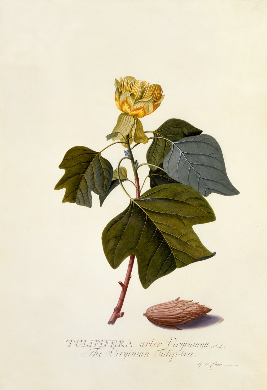 Der Virginische Tulpenbaum von Georg Dionysius Ehret