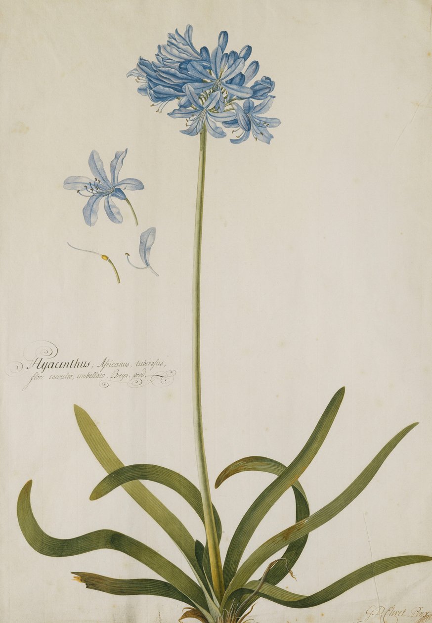 Agapanthus von Georg Dionysius Ehret