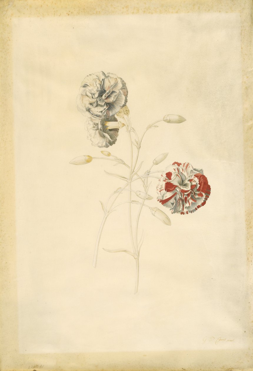 Nelken von Georg Dionysius Ehret
