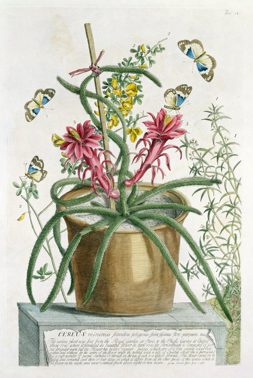 Cereus Minimus, ca. 1745 von Georg Dionysius Ehret