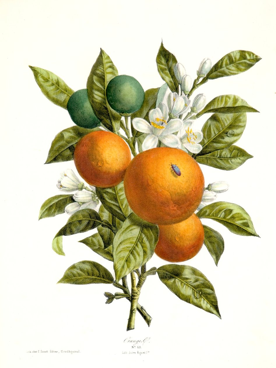 Citrus aurantiacus Orange, 1730-1770 von Georg Dionysius Ehret