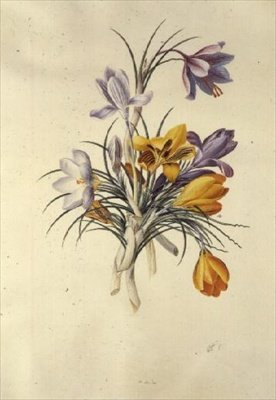 Krokus von Georg Dionysius Ehret