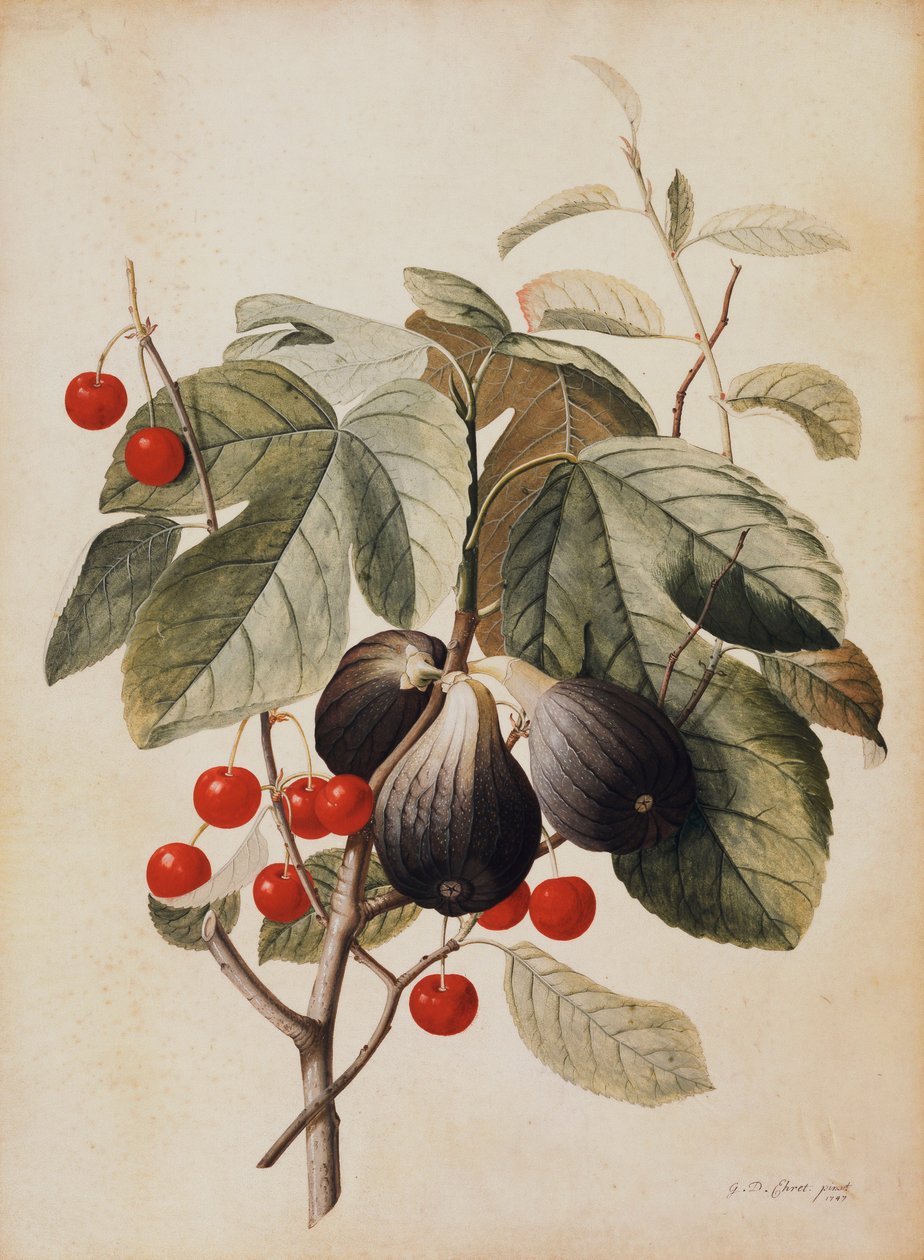 Feigen und Kirschen, 1747 von Georg Dionysius Ehret