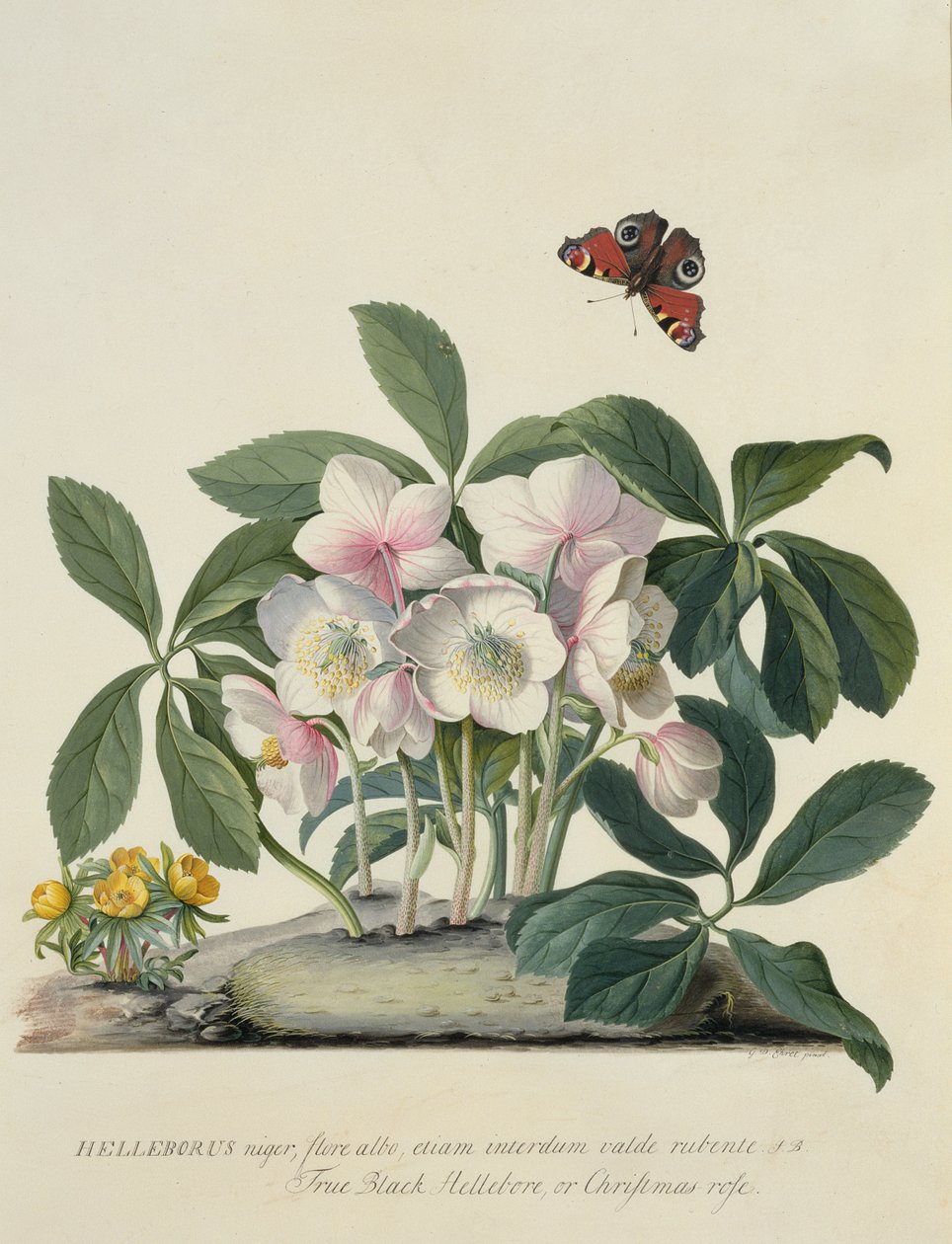 Schwarze Nieswurz von Georg Dionysius Ehret