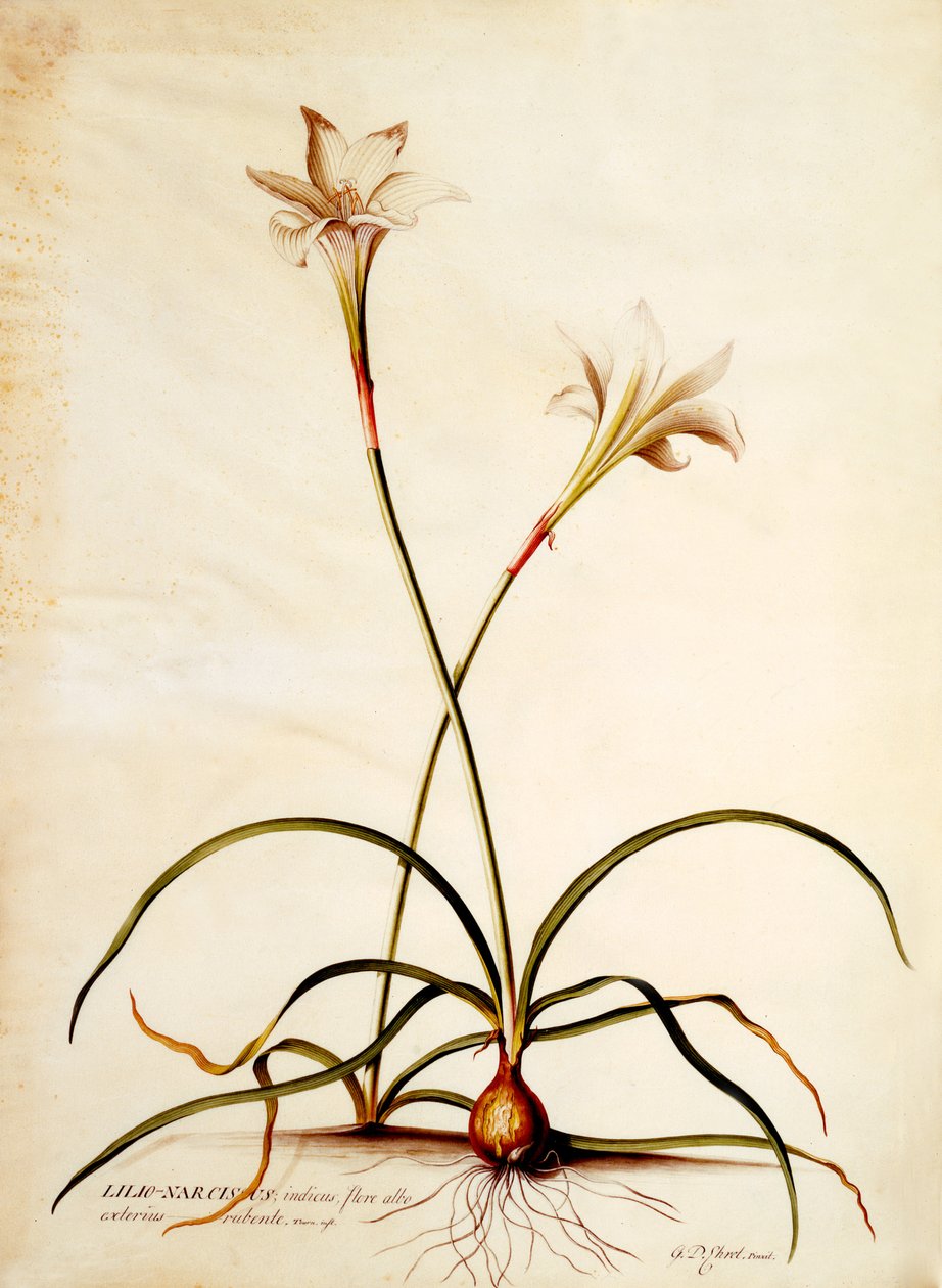 Lilio Narcissus, ca. 1745 von Georg Dionysius Ehret