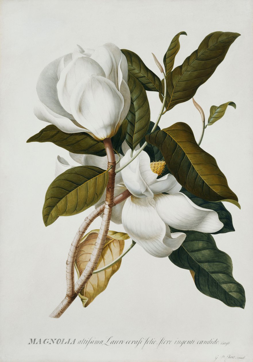 Magnolie von Georg Dionysius Ehret