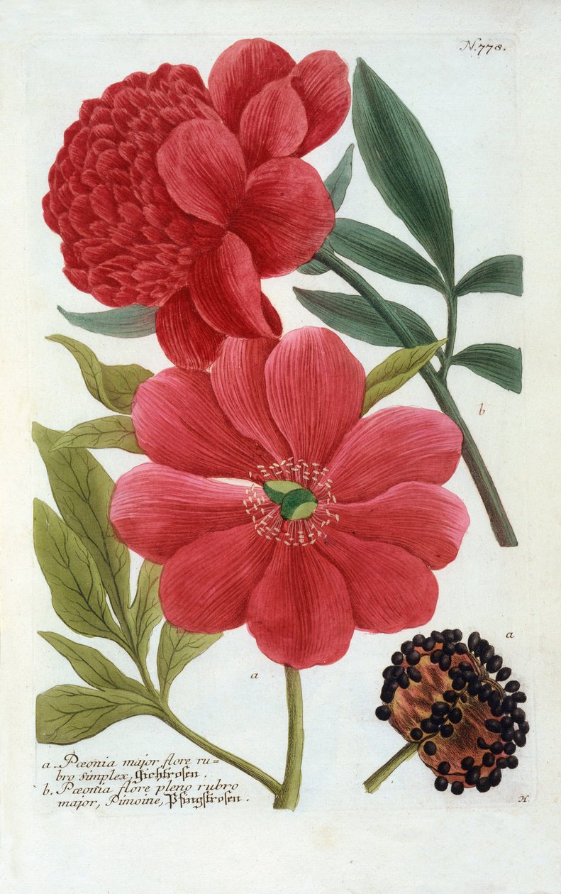 Paeonia, handkolorierter Stich von "Georg Dionysius Ehret