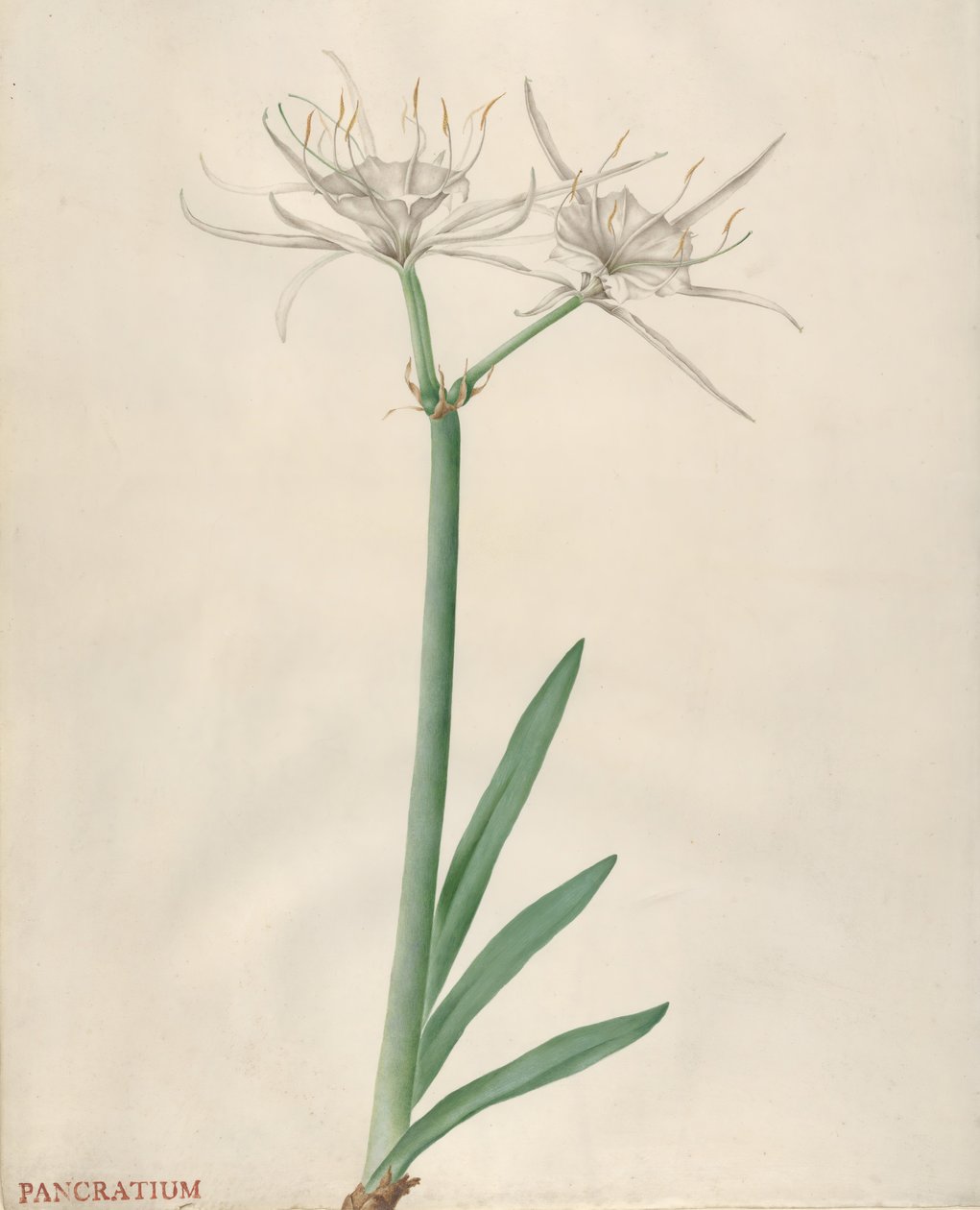 Pancratium von Georg Dionysius Ehret