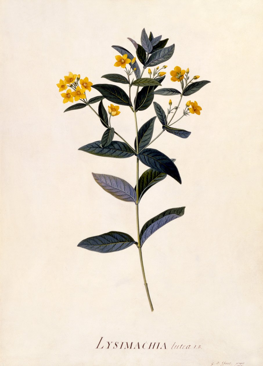 Gelbe Lysimachia, ca. 1760 von Georg Dionysius Ehret