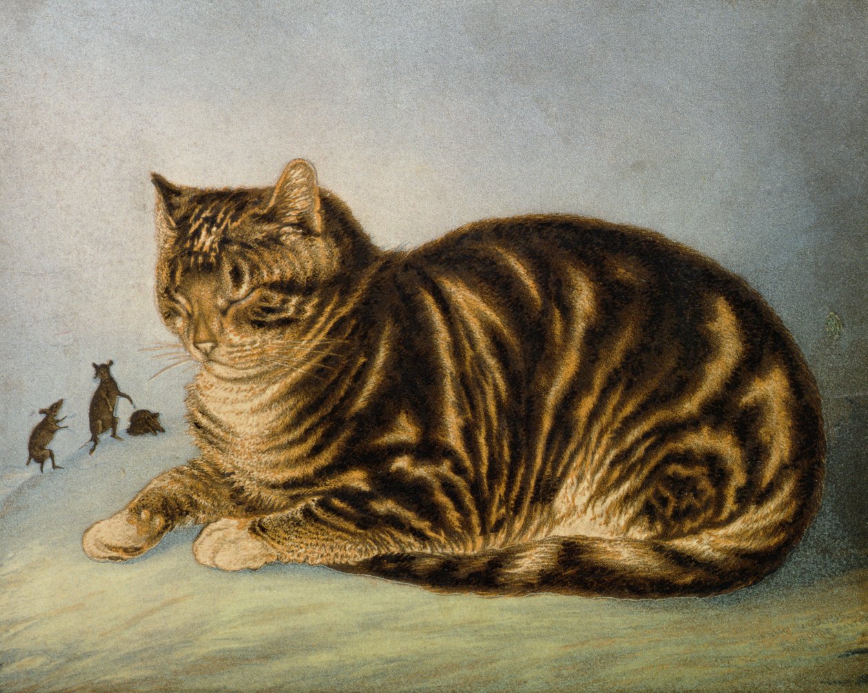 Schlafende Katze von George Baxter
