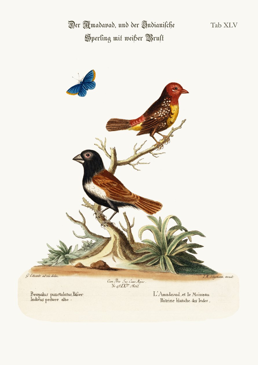 Der Amadavad und der Weißbrust-Indische Spatz, 1749-73 von George Edwards