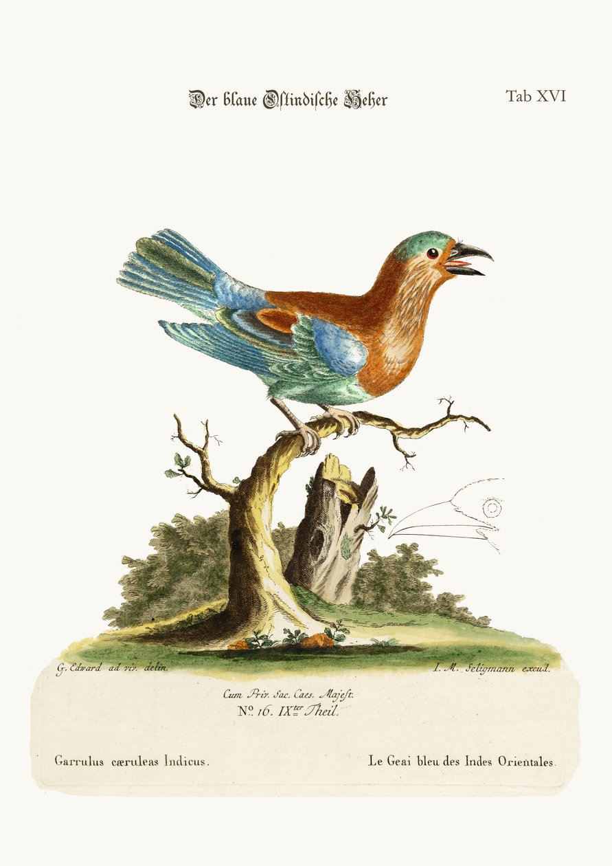 Der Blaue Jay aus den Ostindien von George Edwards
