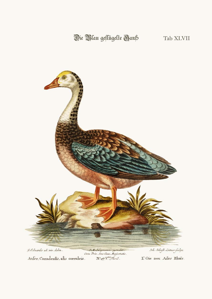 Die Blauflügelgans, 1749-73 von George Edwards