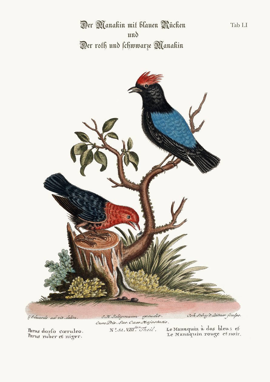 Der Blauflügelpipra und der Rot-Schwarz-Pipra, 1749-73 von George Edwards
