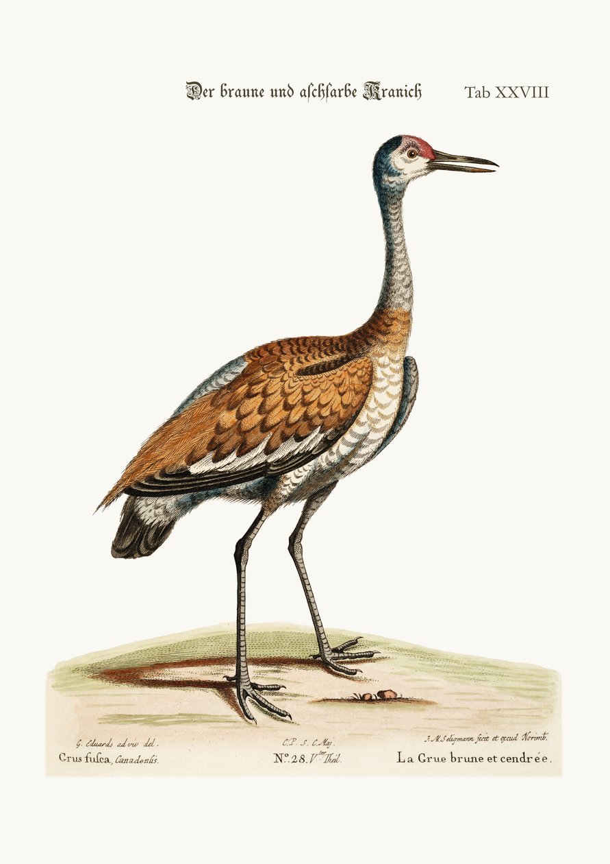 Der braune und aschfarbene Kranich, 1749-73 von George Edwards