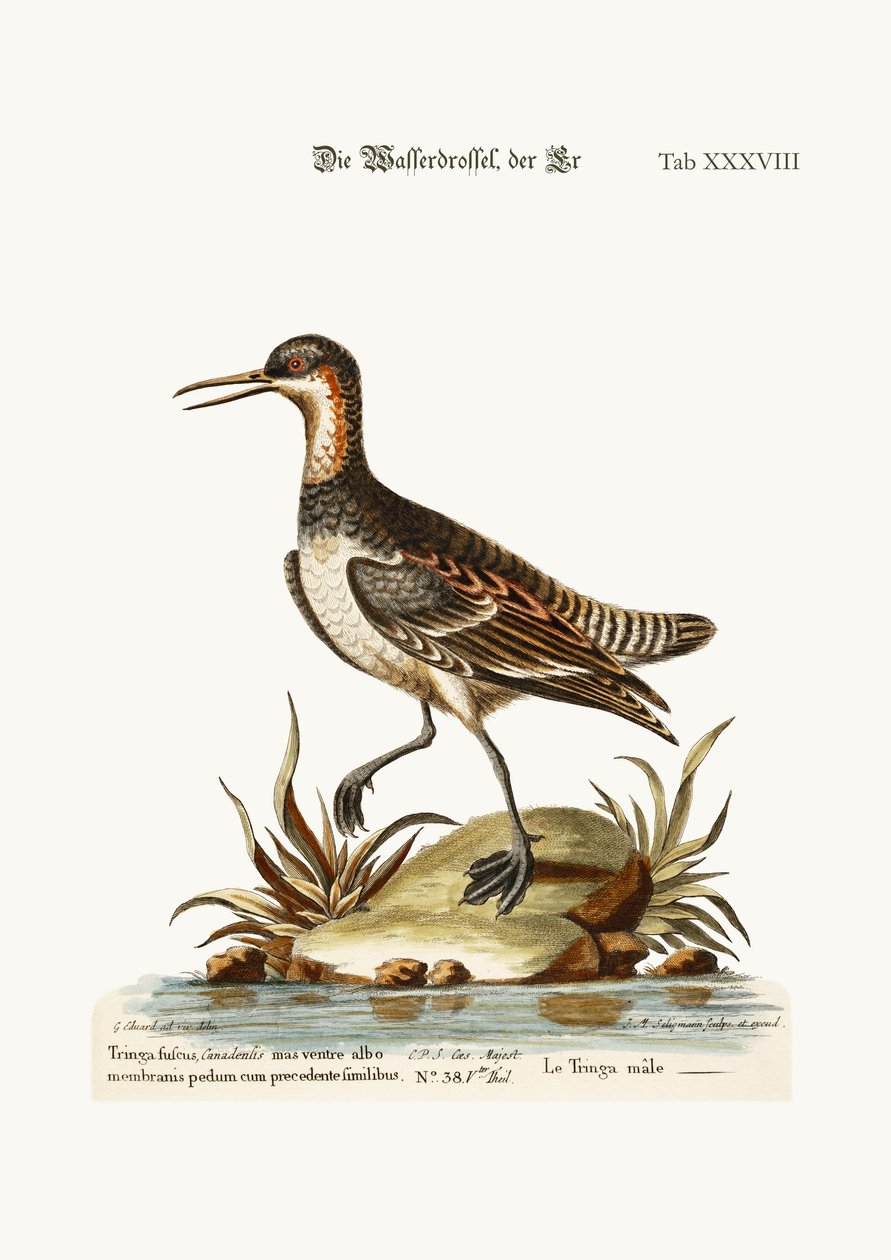 Der Hahn Coot-footed Tringa, 1749-73 von George Edwards
