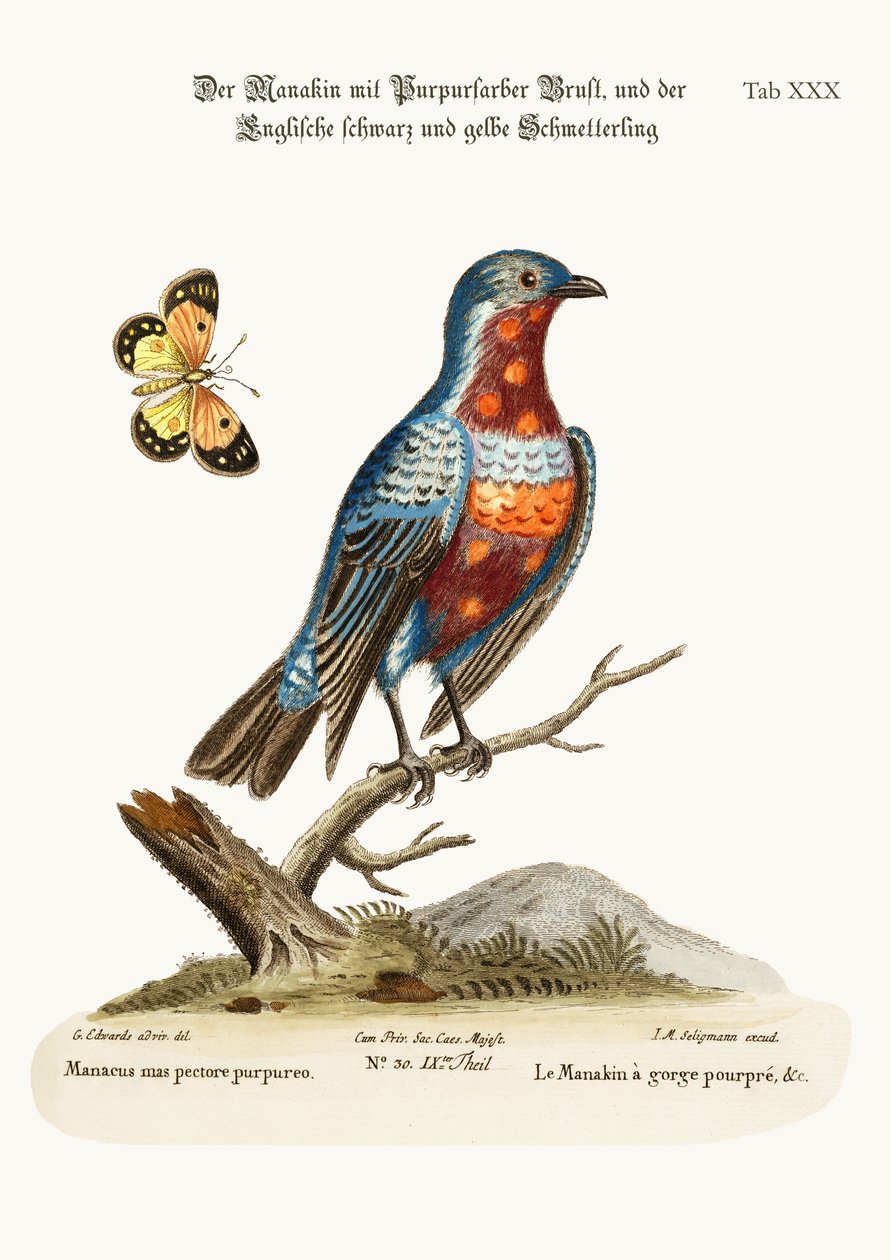 Der Hahn Purpurbrust-Manakin, 1749-73 von George Edwards