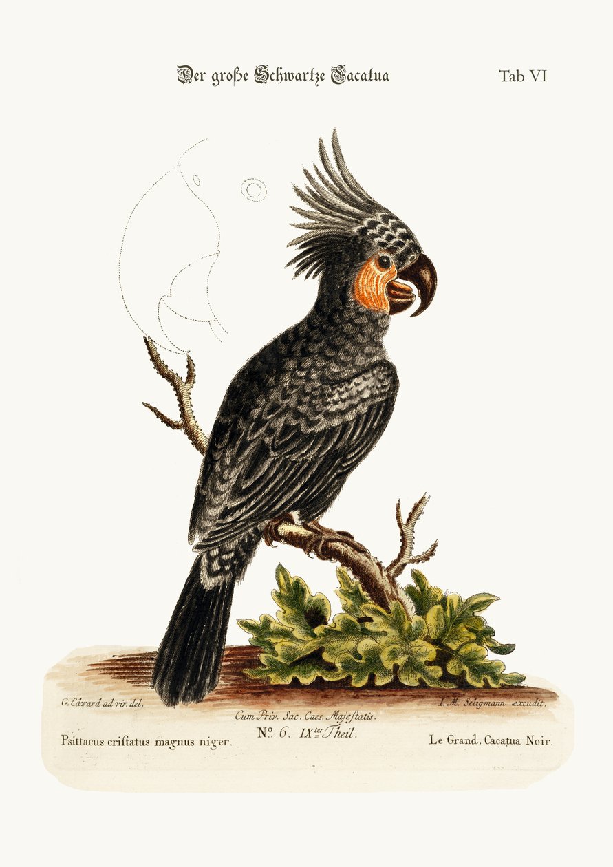 Der große schwarze Kakadu, 1749-73 von George Edwards