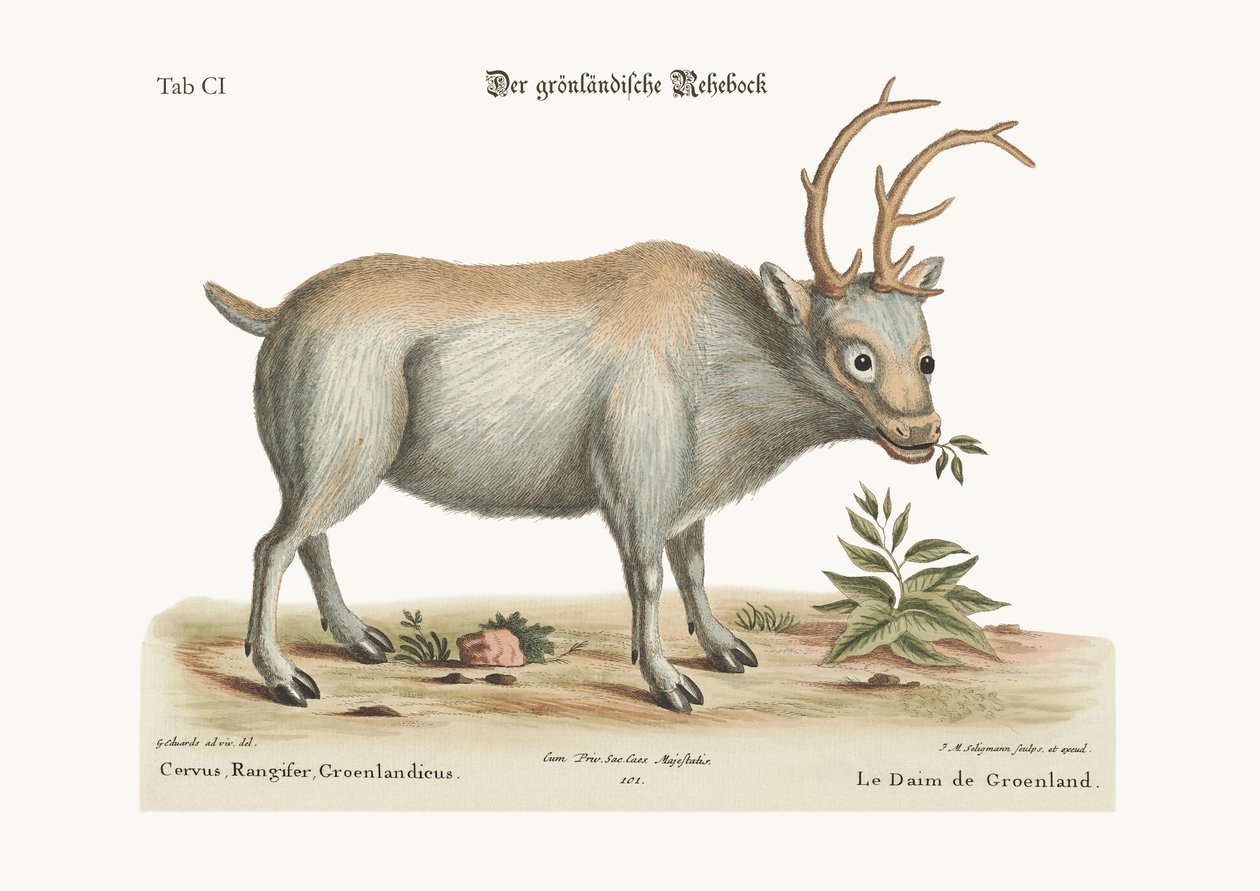 Der Grönlandbock, 1749-73 von George Edwards