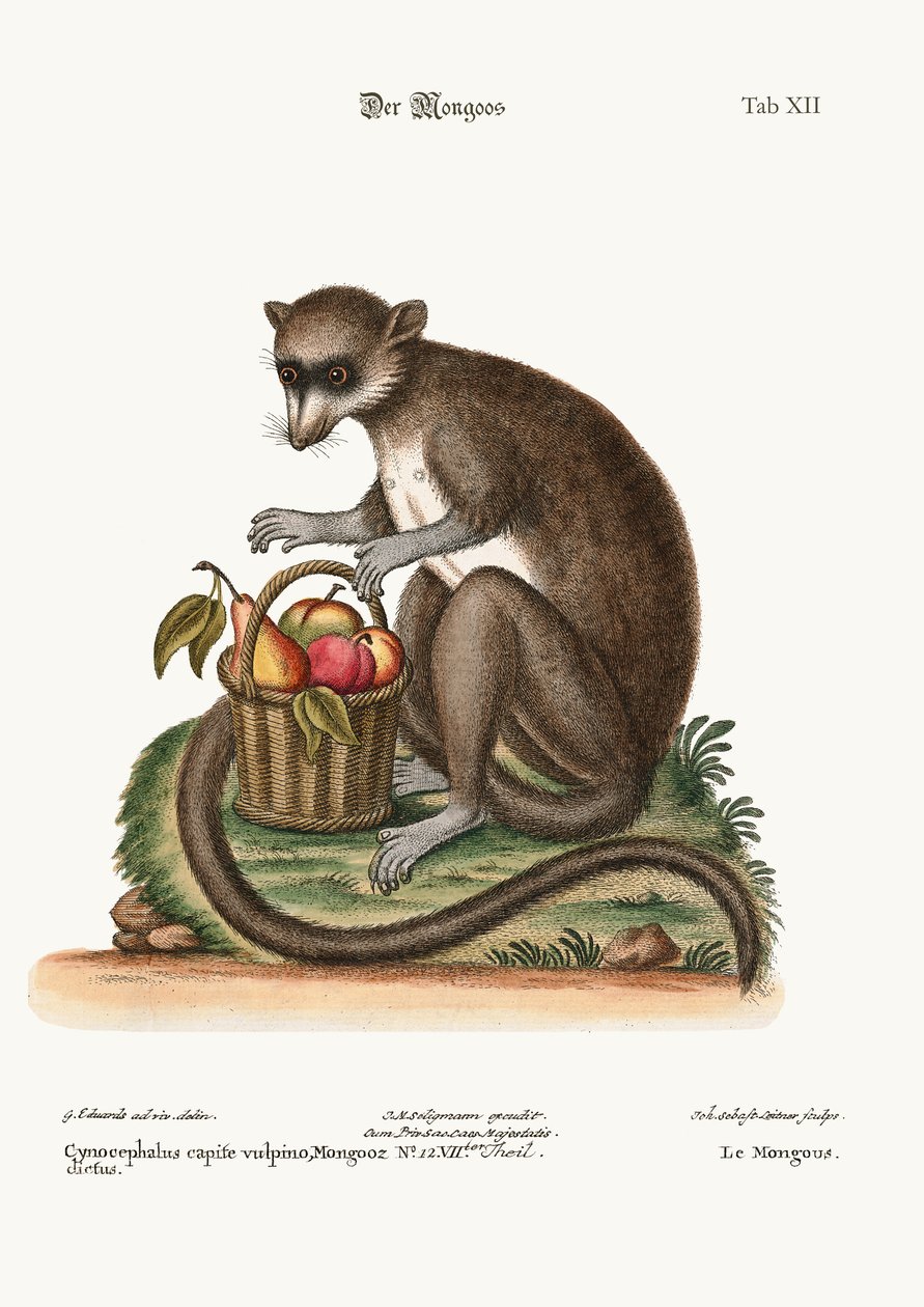Der Mongooz, 1749-73 von George Edwards