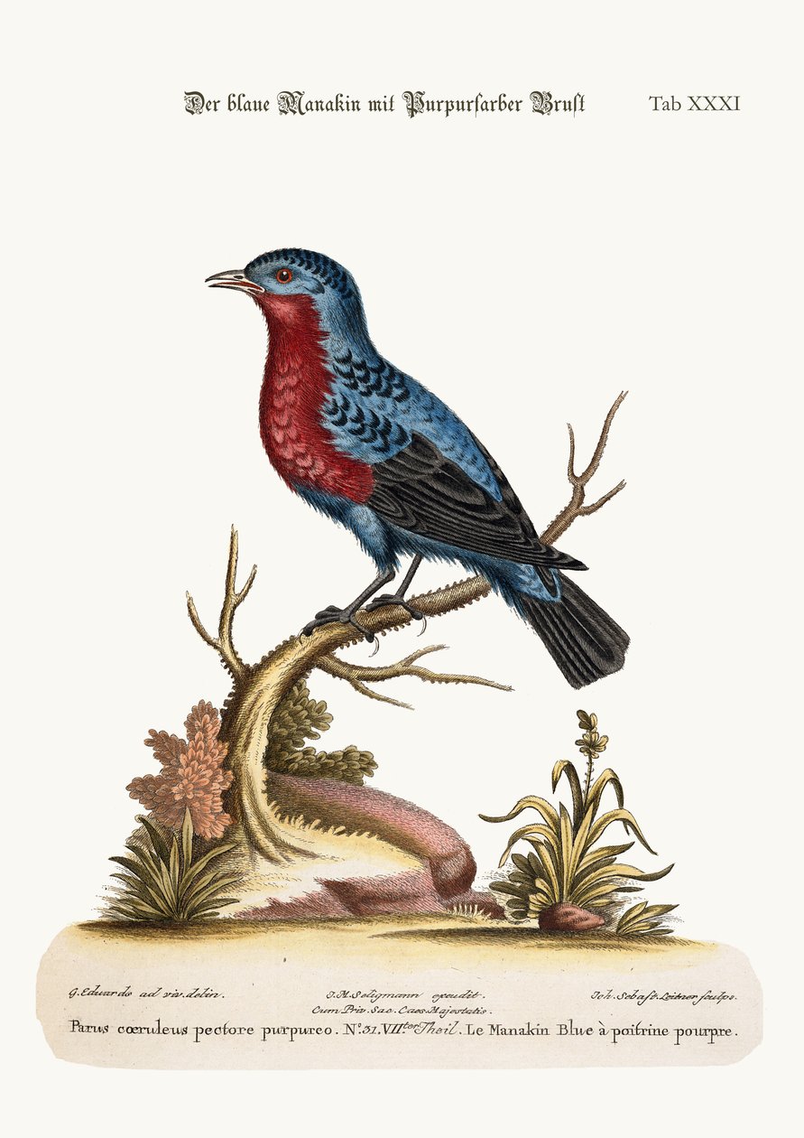 Der Purpurbrüstige Blaumannakin, 1749-73 von George Edwards