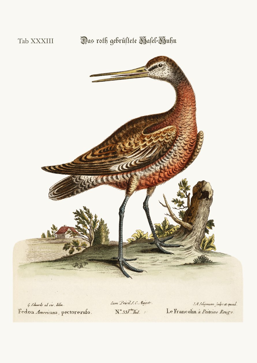 Der Rotbrust-Godwit, 1749-73 von George Edwards