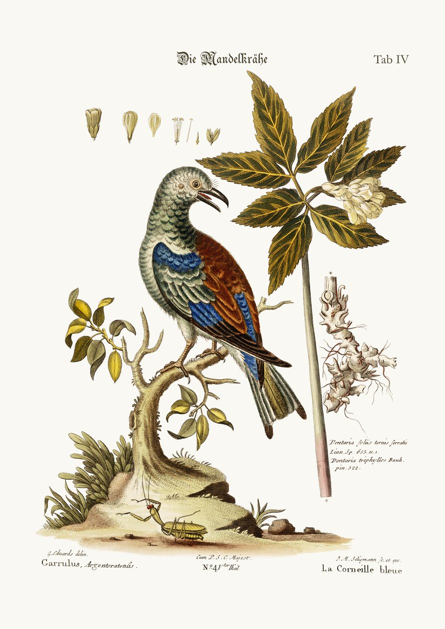 Der Roller, 1749-73 von George Edwards