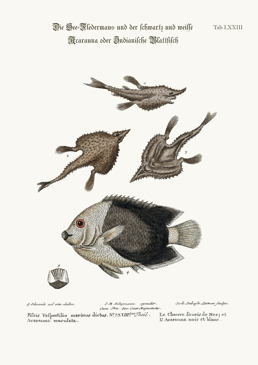 Der See-Fledermaus und der Pyed Acarauna, 1749-73 von George Edwards