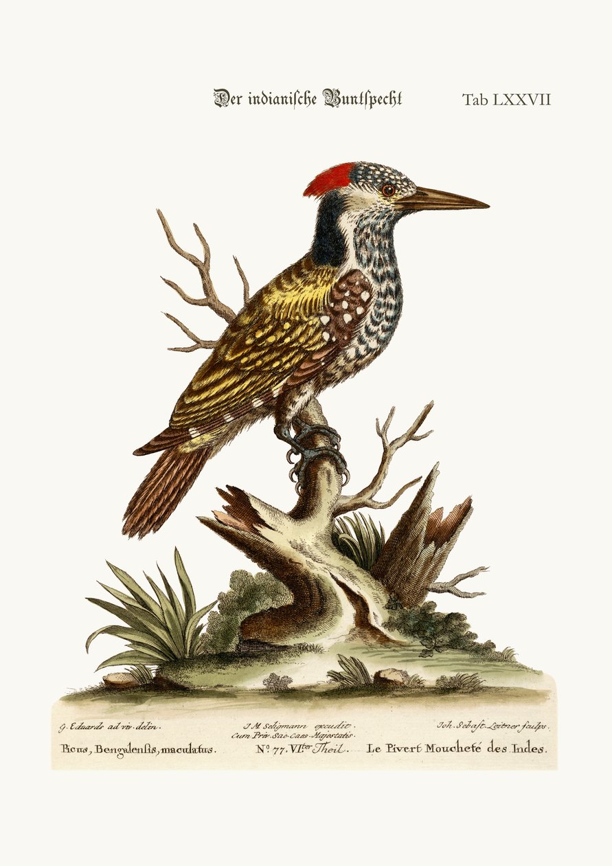 Der gefleckte indische Specht, 1749-73 von George Edwards