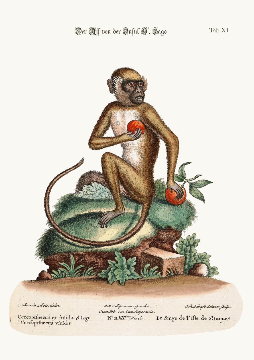 Der St. Jago Affe, 1749-73 von George Edwards