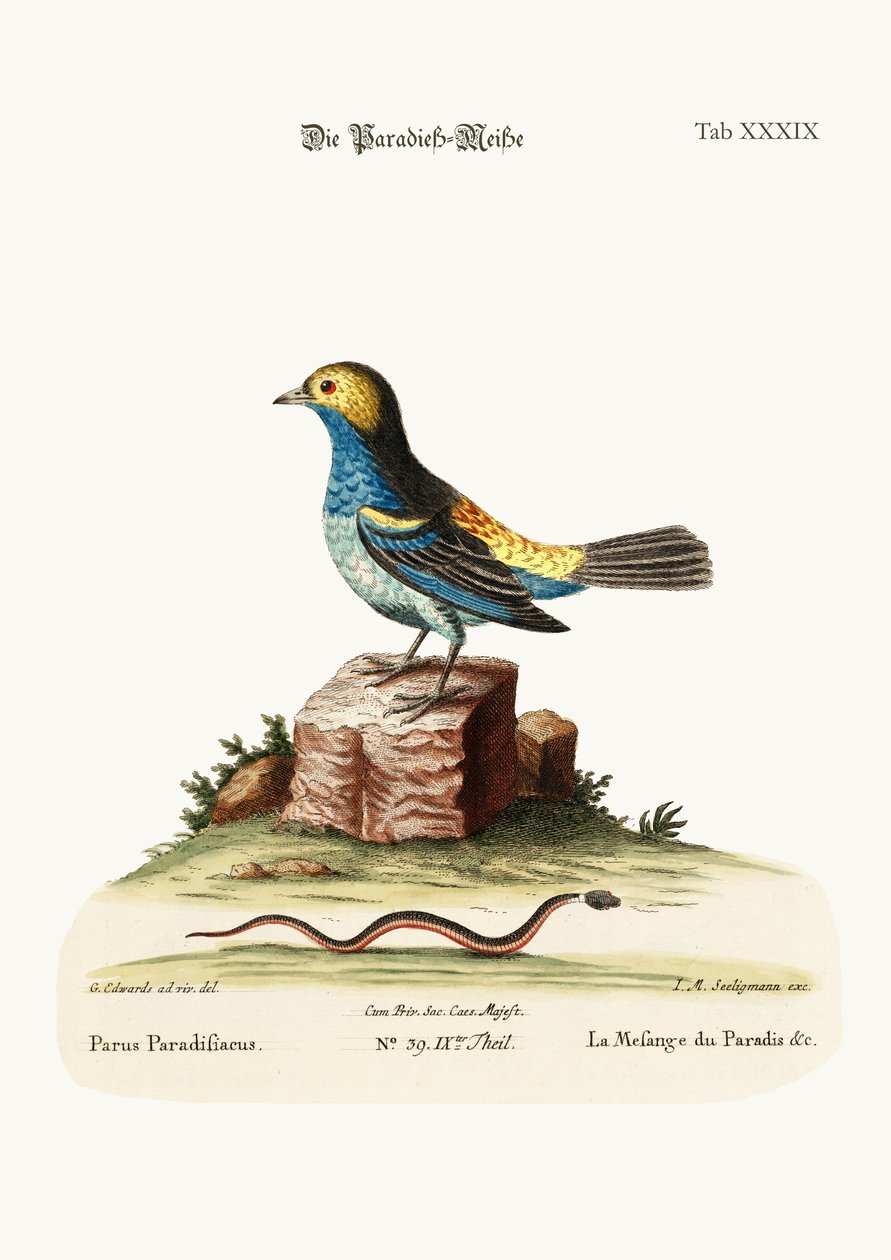Die Meise des Paradieses, 1749-73 von George Edwards