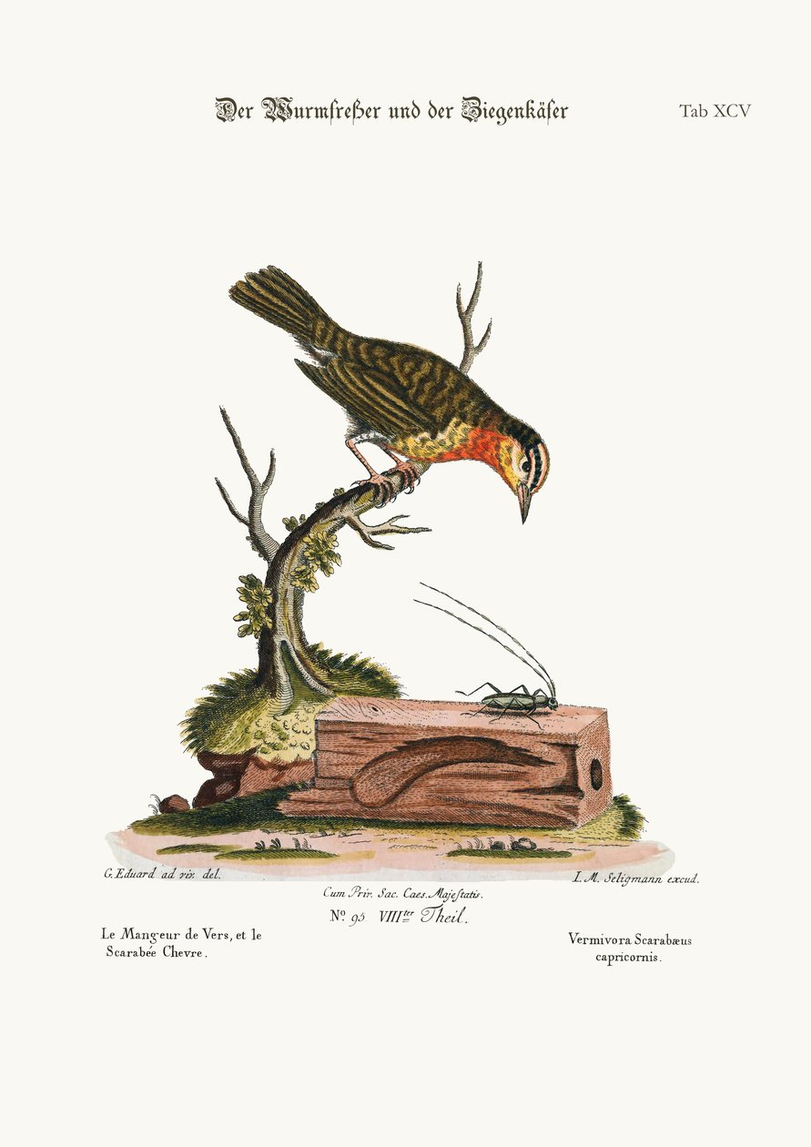 Der Wurmfresser und der Ziegenkäfer, 1749-73 von George Edwards
