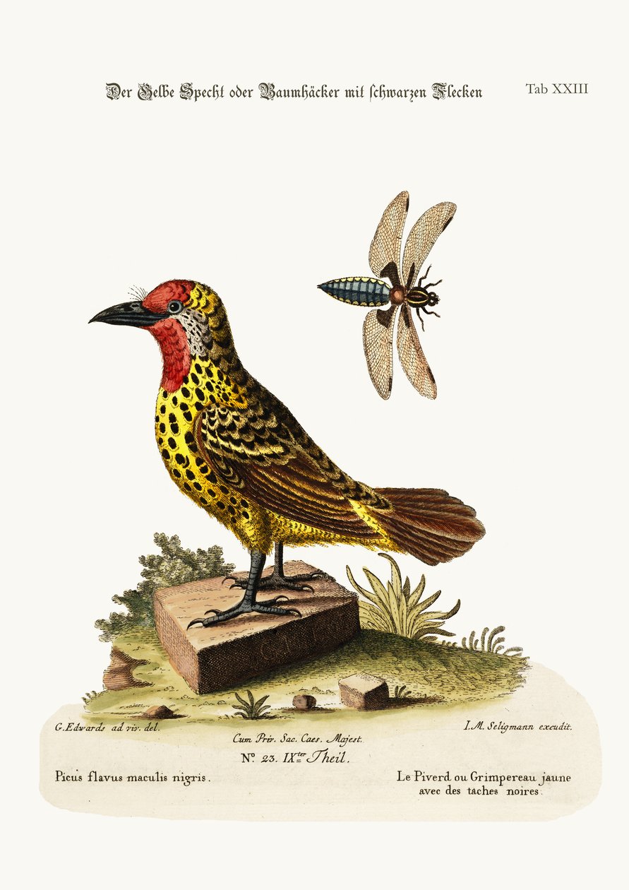 Der Gelbspecht mit schwarzen Flecken, 1749-73 von George Edwards
