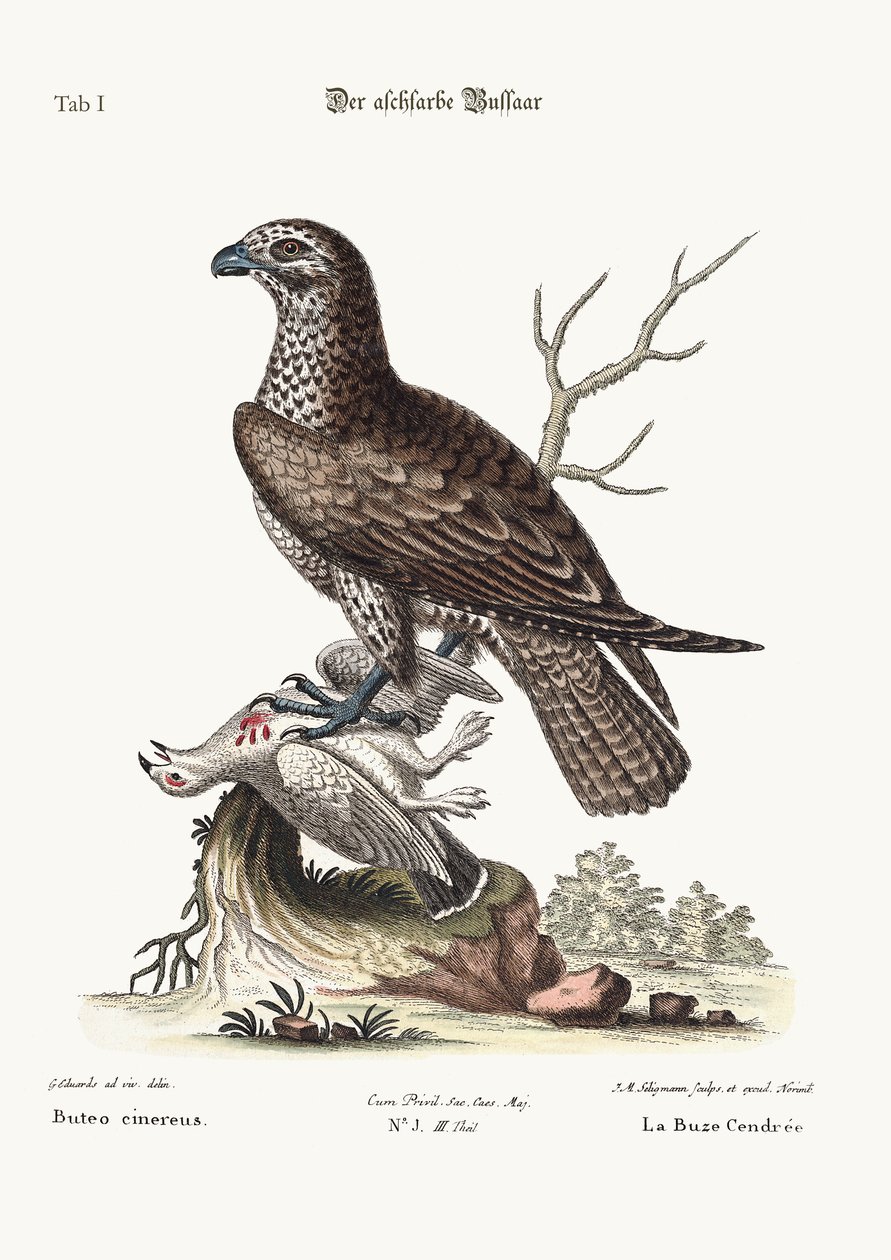 Der aschfarbene Bussard, 1749-73 von George Edwards