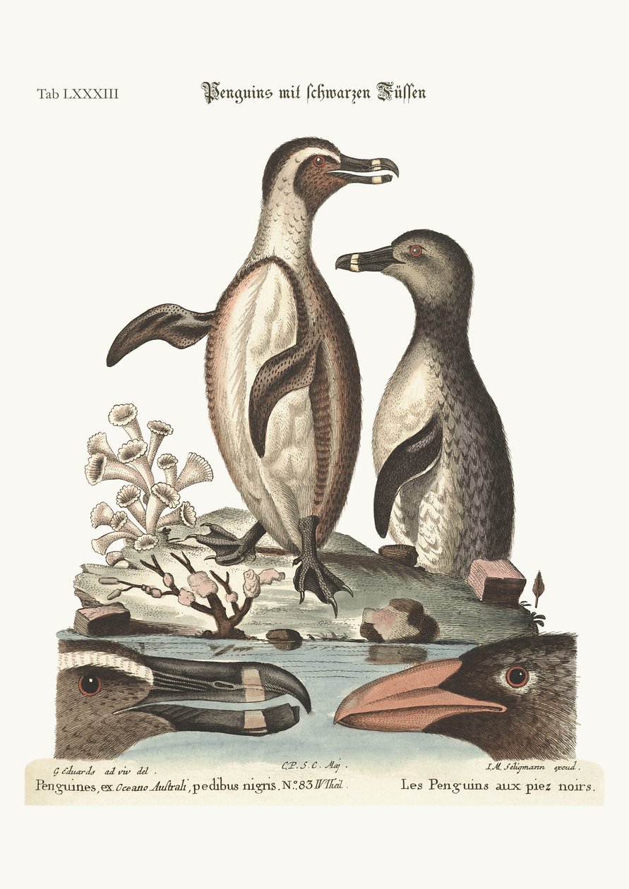 Die Schwarzfußpinguine, 1749-73 von George Edwards