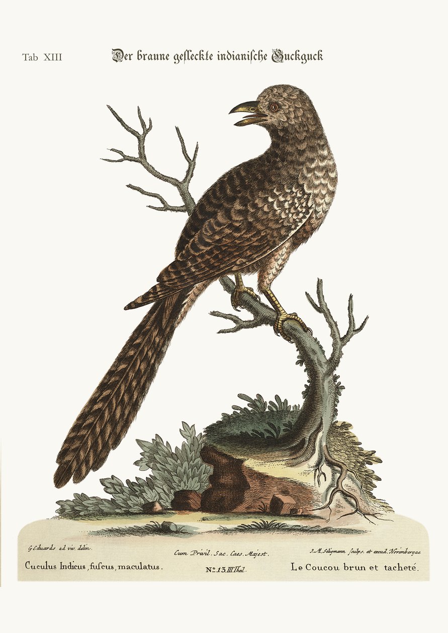 Der braune und gefleckte indische Kuckuck, 1749-73 von George Edwards
