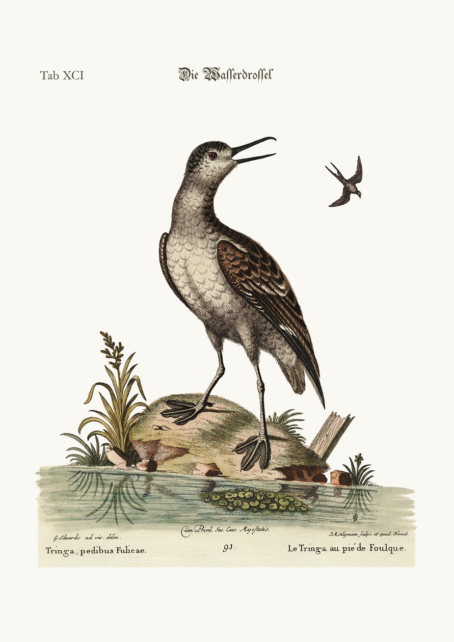 Der Blässhuhnfuß-Tringa, 1749-73 von George Edwards