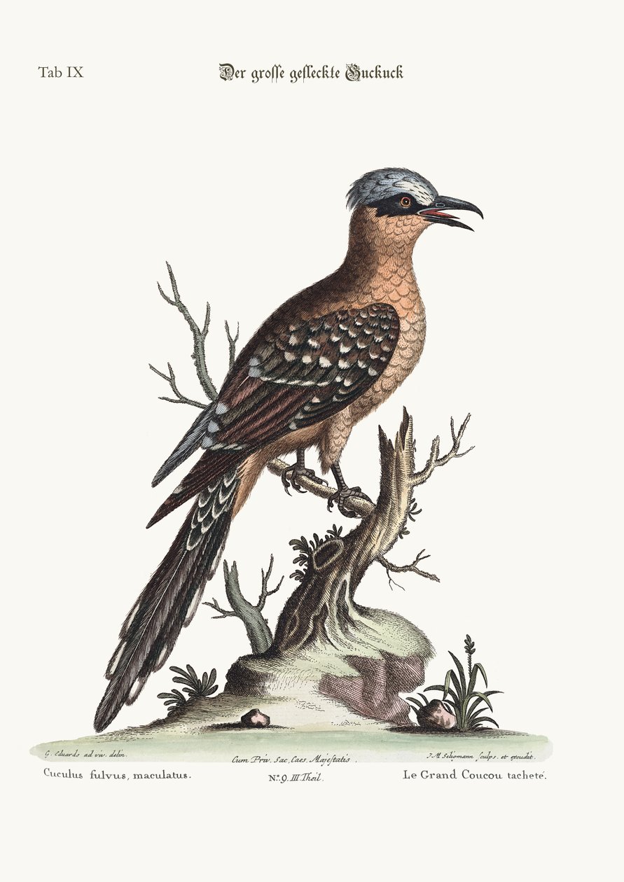Der große gefleckte Kuckuck, 1749-73 von George Edwards