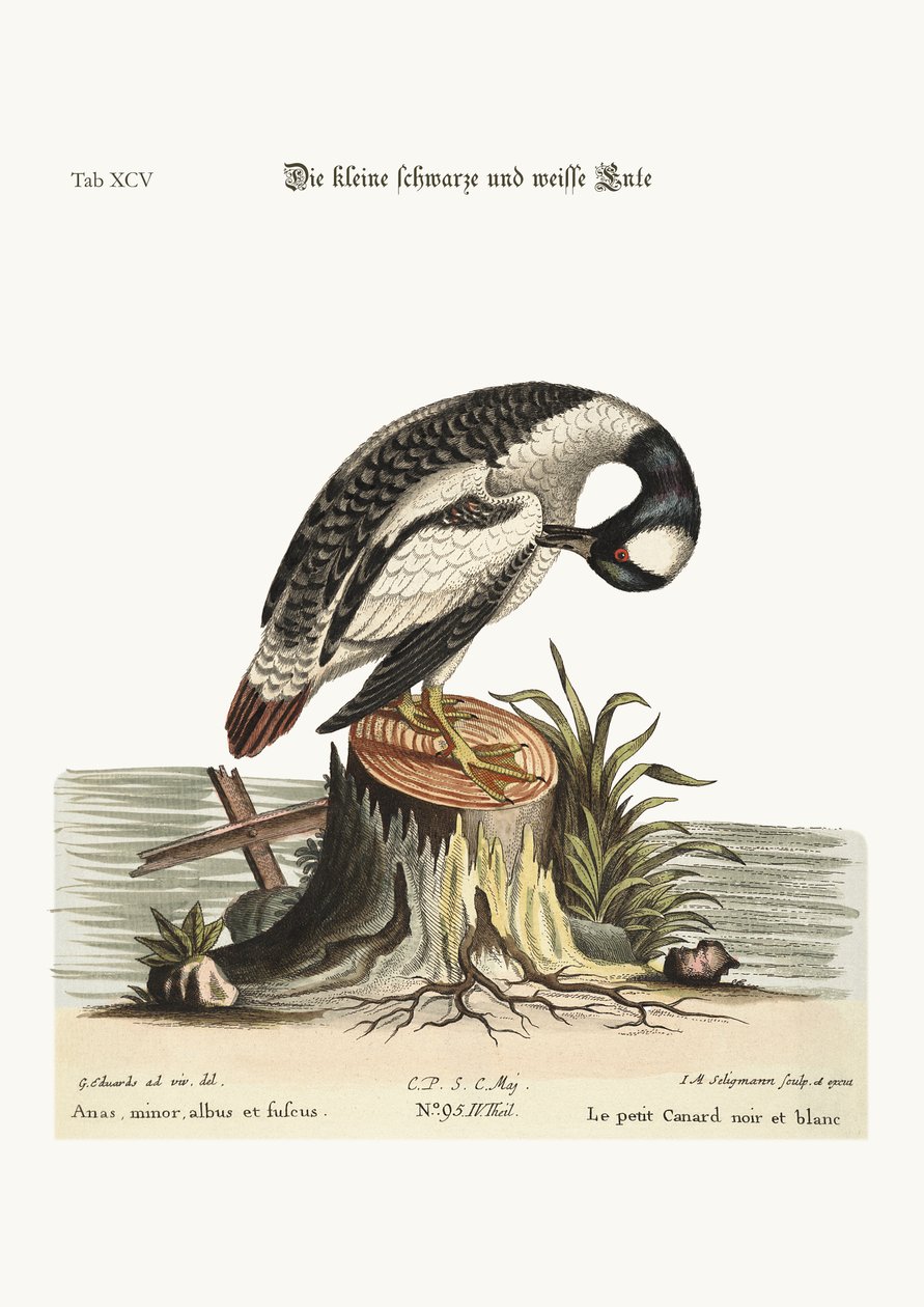 Die kleine Schwarz-Weiß-Ente, 1749-73 von George Edwards