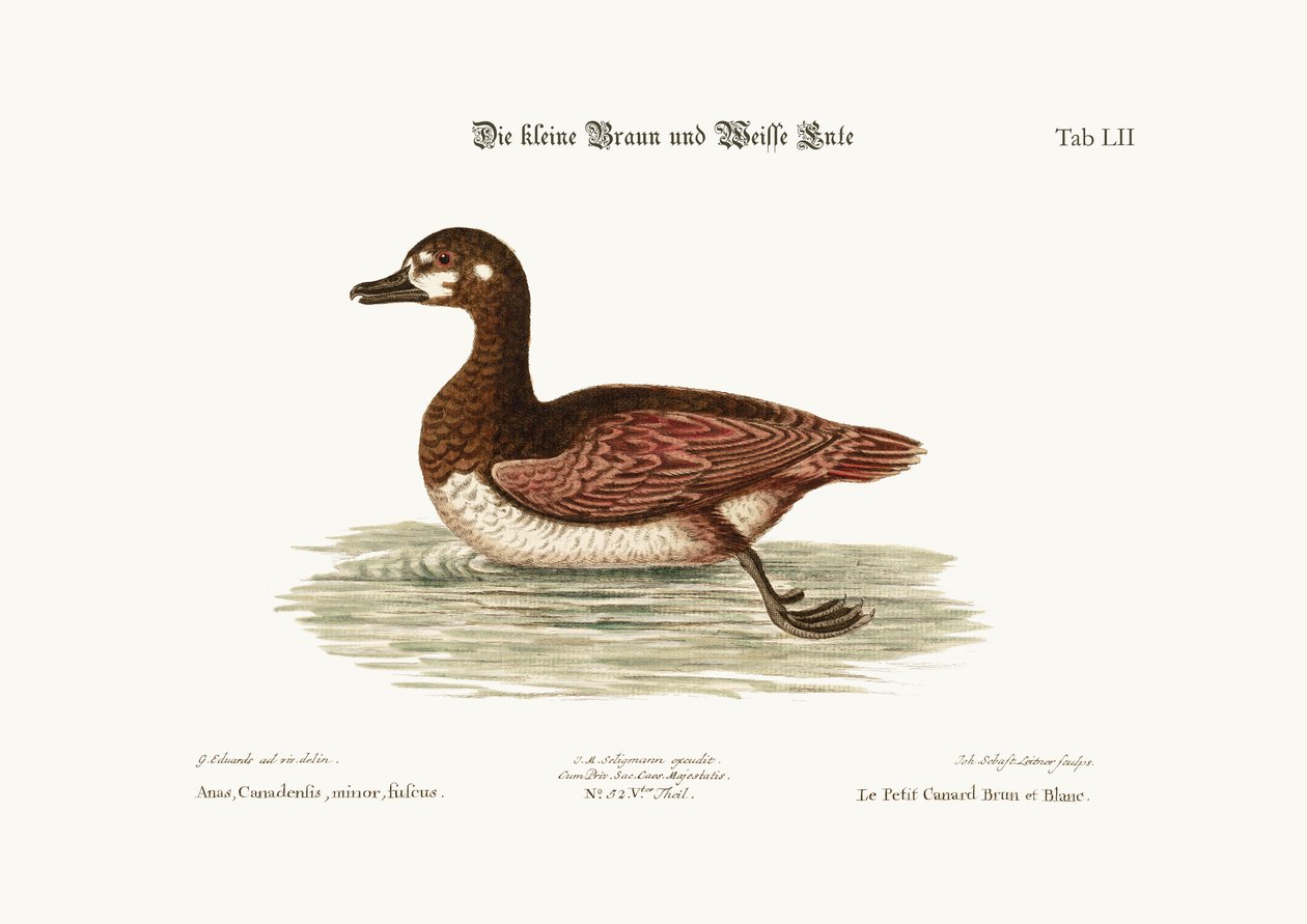 Die kleine braune und weiße Ente, 1749-73 von George Edwards