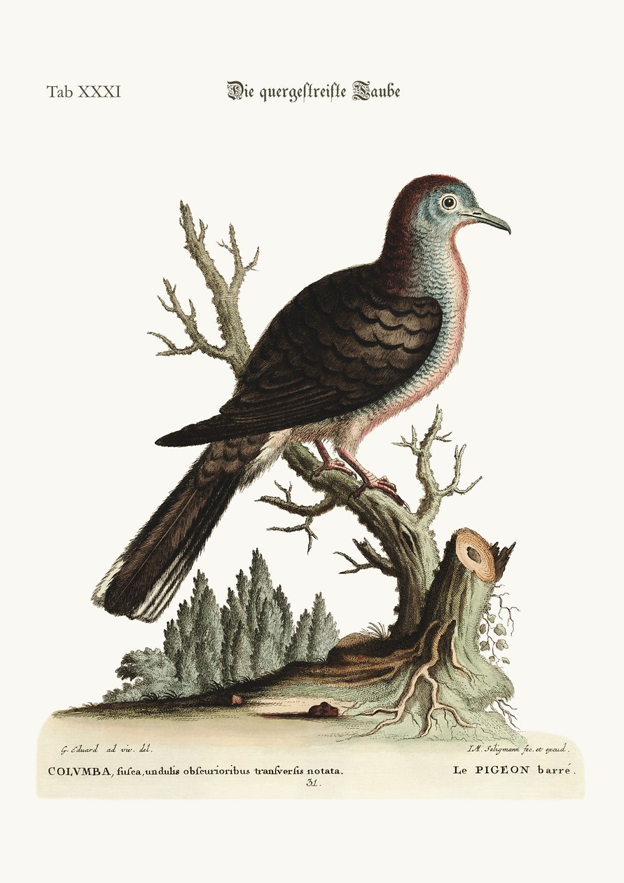 Die Querstreifen- oder Bared-Taube, 1749-73 von George Edwards