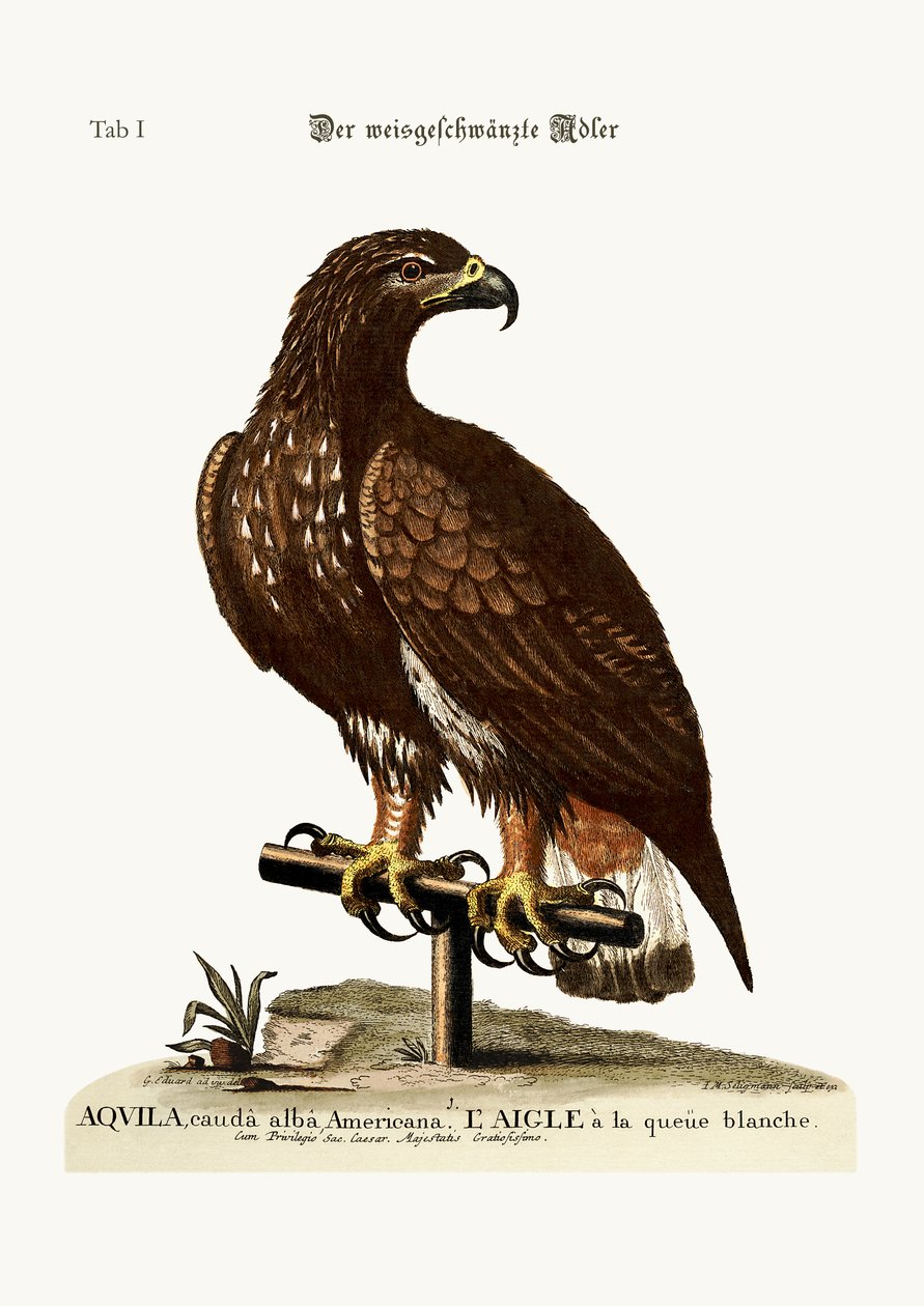 Der Seeadler, 1749-73 von George Edwards