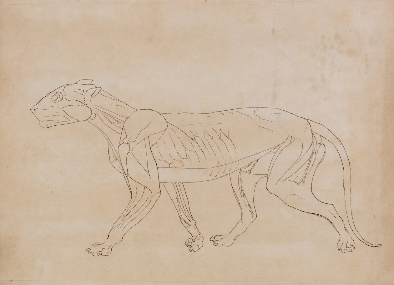 Vergleichende anatomische Darstellung der Struktur des menschlichen Körpers mit der eines Tigers und eines Co... von George Stubbs