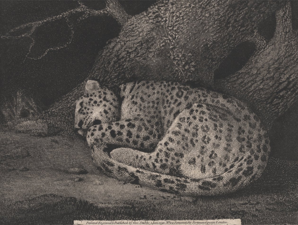 Schlafender Leopard von George Stubbs