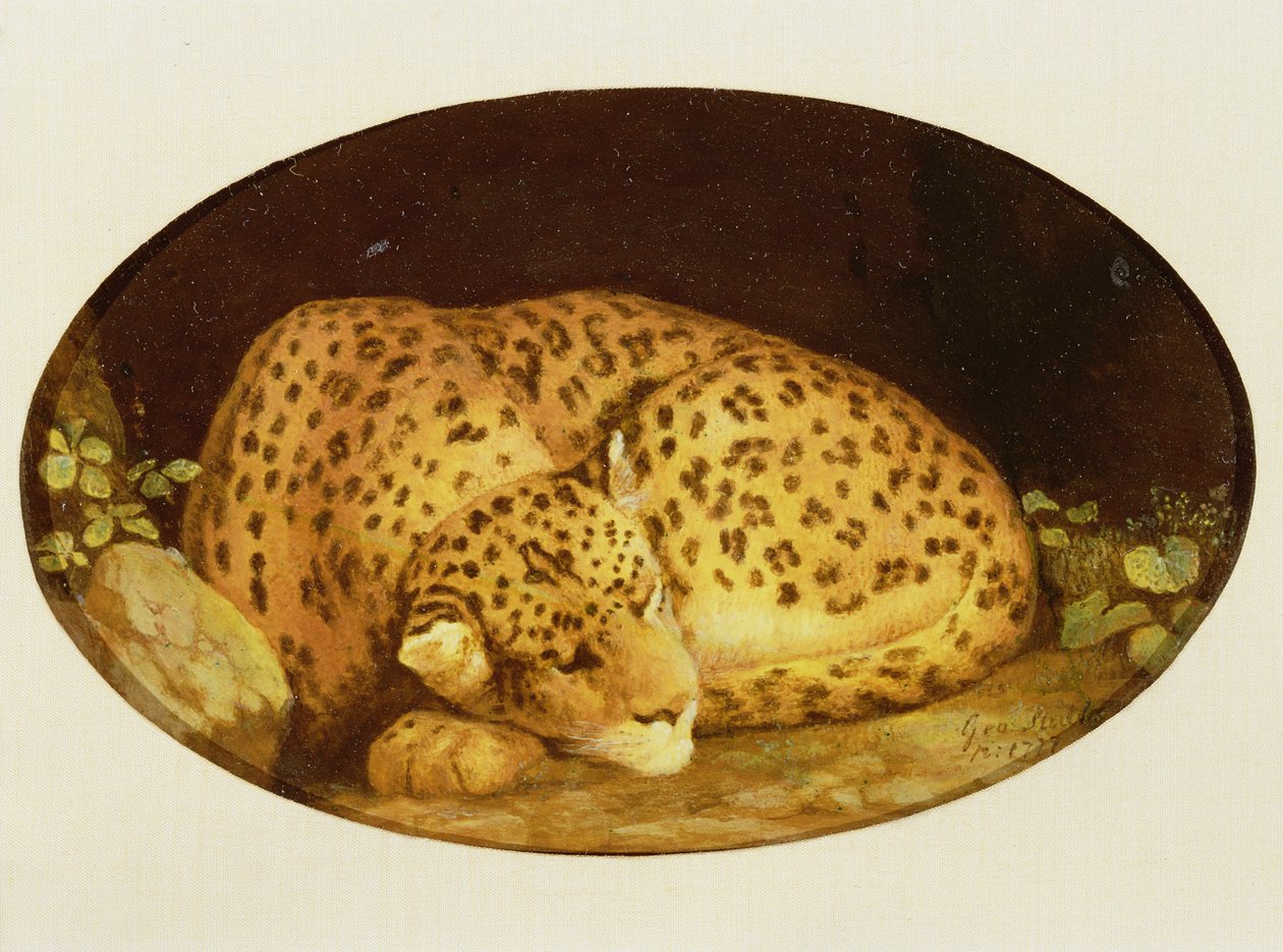 Schlafender Leopard, 1777 von George Stubbs