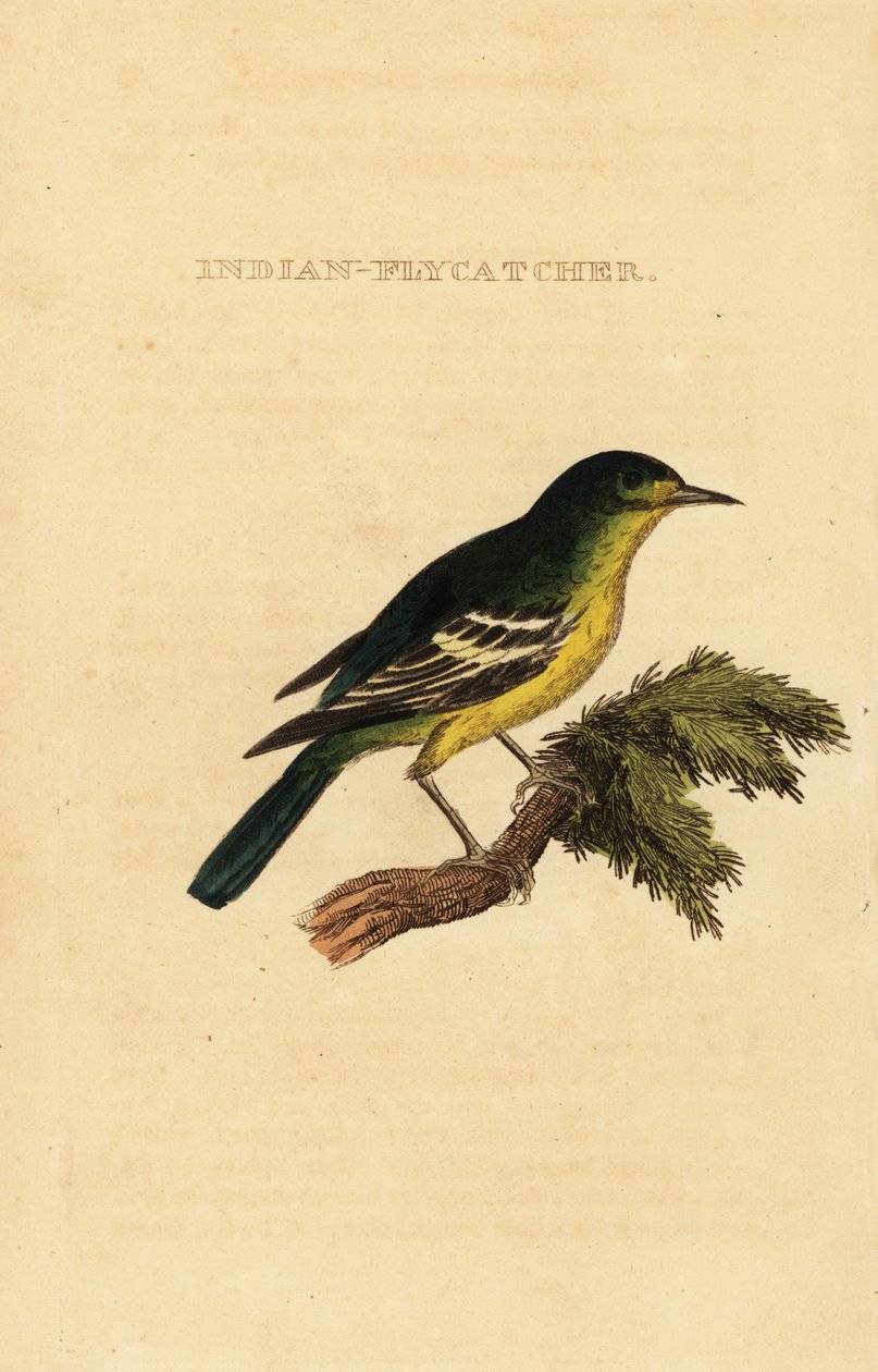 Grünrücken-Fliegenschnäpper, Ficedula elisae von George (after) Edwards