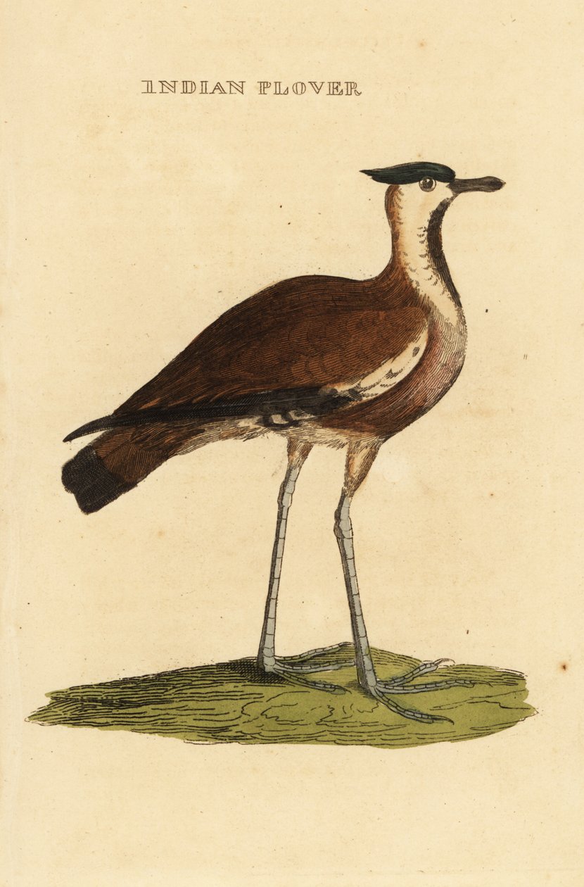 Kiebitz, Vanellus vanellus von George (after) Edwards