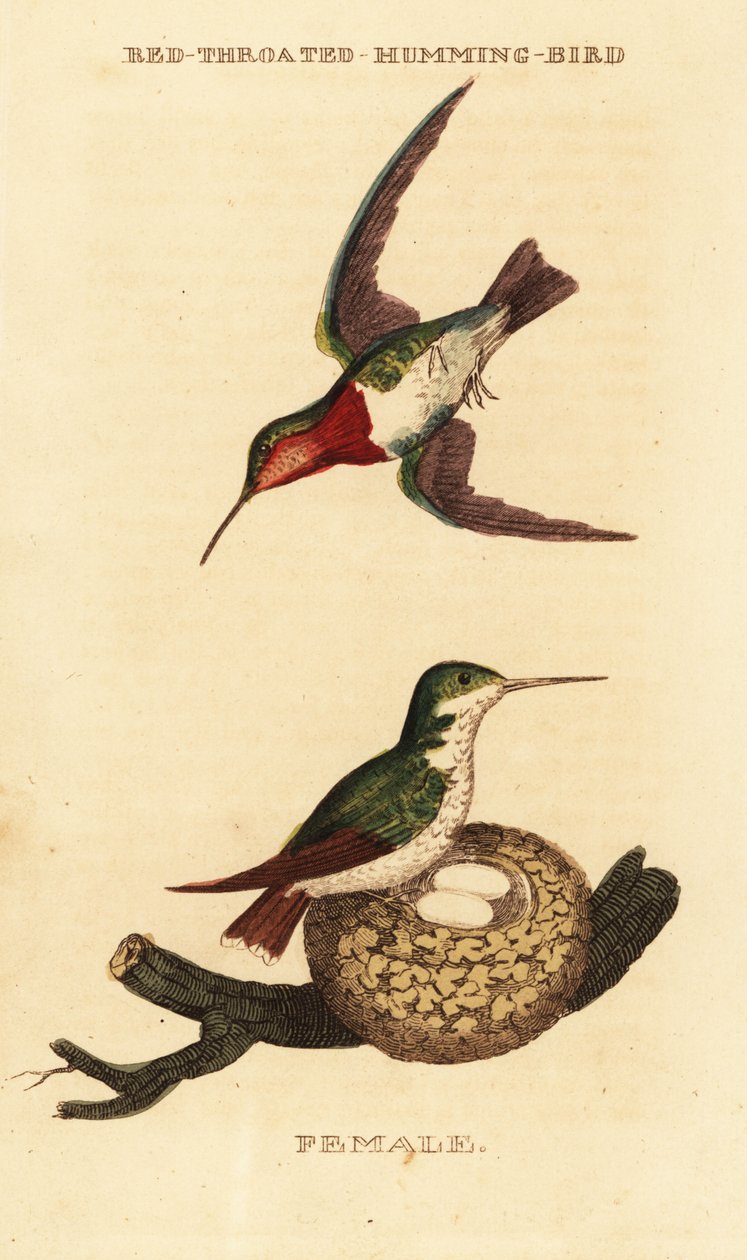 Rubinkehlkolibri, Archilochus colubris von George (after) Edwards
