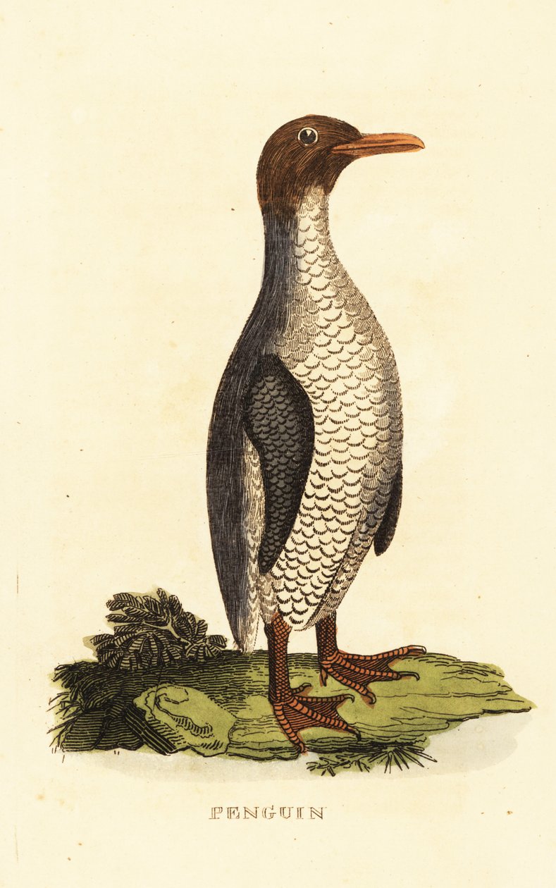 Unbekannte Pinguinart von George (after) Edwards